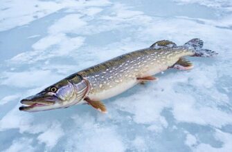 Ловля щуки на живца зимой