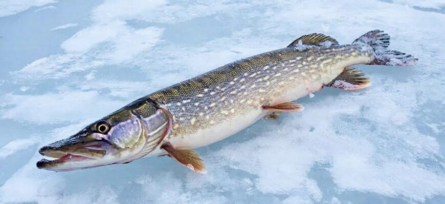 Ловля щуки на живца зимой