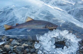 Налим подо льдом в зимней северной реке, луч из лунки освещает каменистое дно.