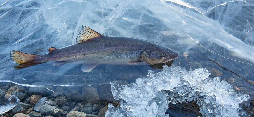 Налим подо льдом в зимней северной реке, луч из лунки освещает каменистое дно.