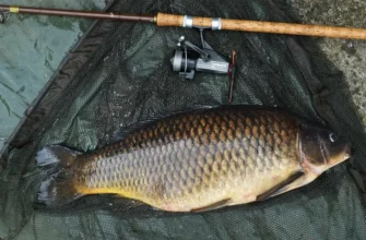 Ловля карпов весной: прикормки и тактики, которые работают