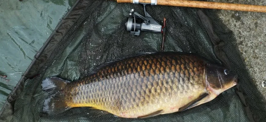 Ловля карпов весной: прикормки и тактики, которые работают