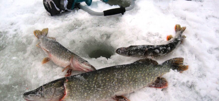 Как поймать щуку зимой: советы опытных рыбаков