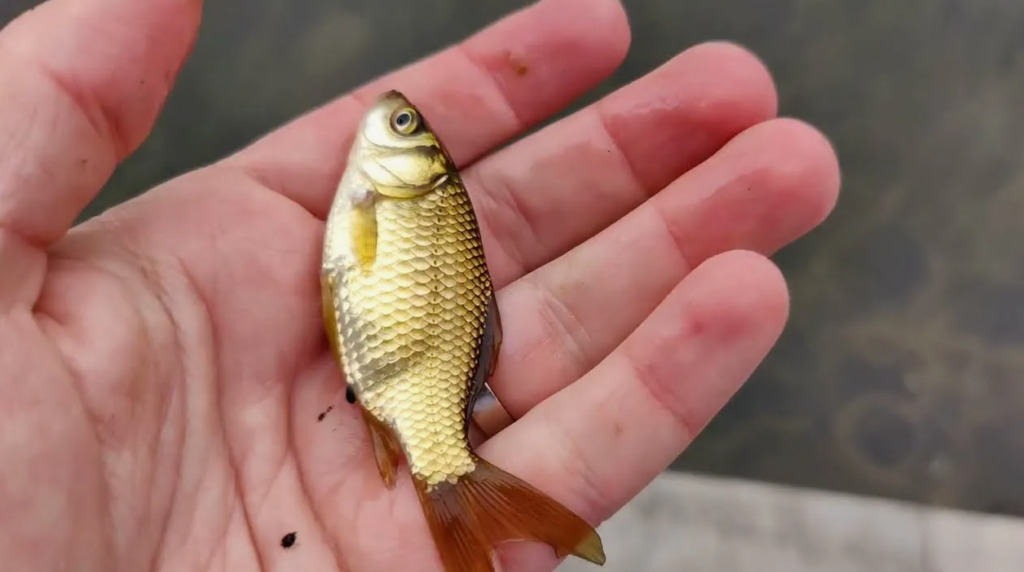 карась на живца