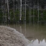 Купавнинский залив (Ногинский район)