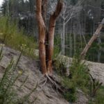 Купавнинский залив (Ногинский район)