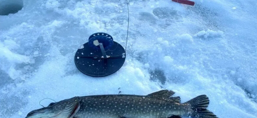 Ловля щуки зимой: лучшие секреты и места на льду