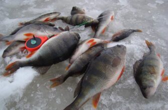 Ловля крупного окуня зимой