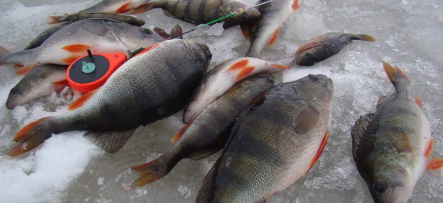 Ловля крупного окуня зимой