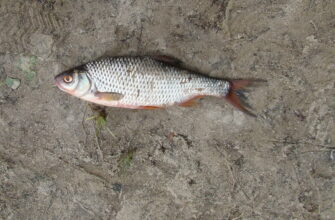 лучшая прикормка для плотвы