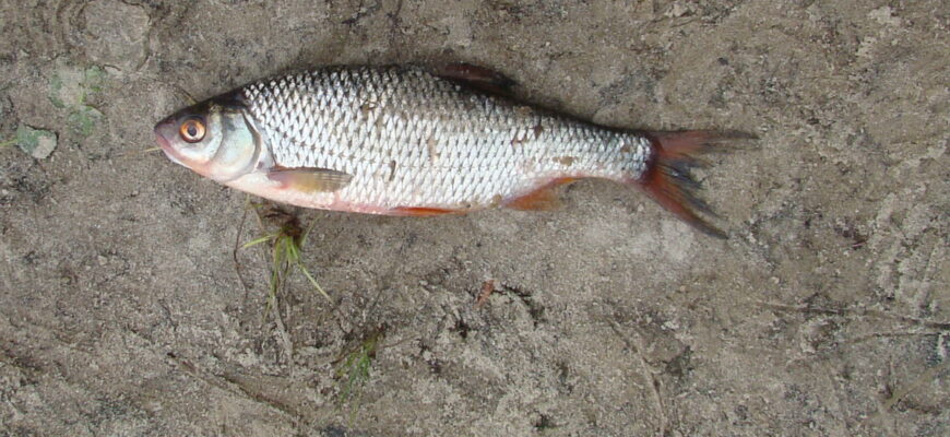 лучшая прикормка для плотвы