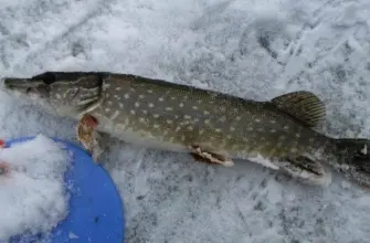 ловля щуки на живца зимой жерлицы