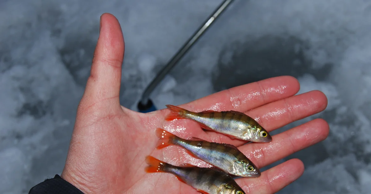 окунь как живец на щуку зимой