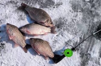 на что ловить карася зимой